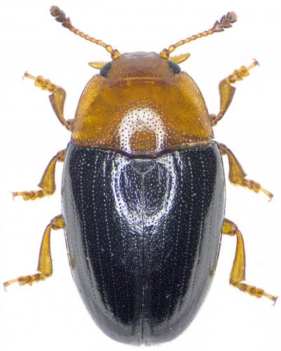 Triplax rufipes